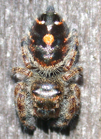 Bold Jumper